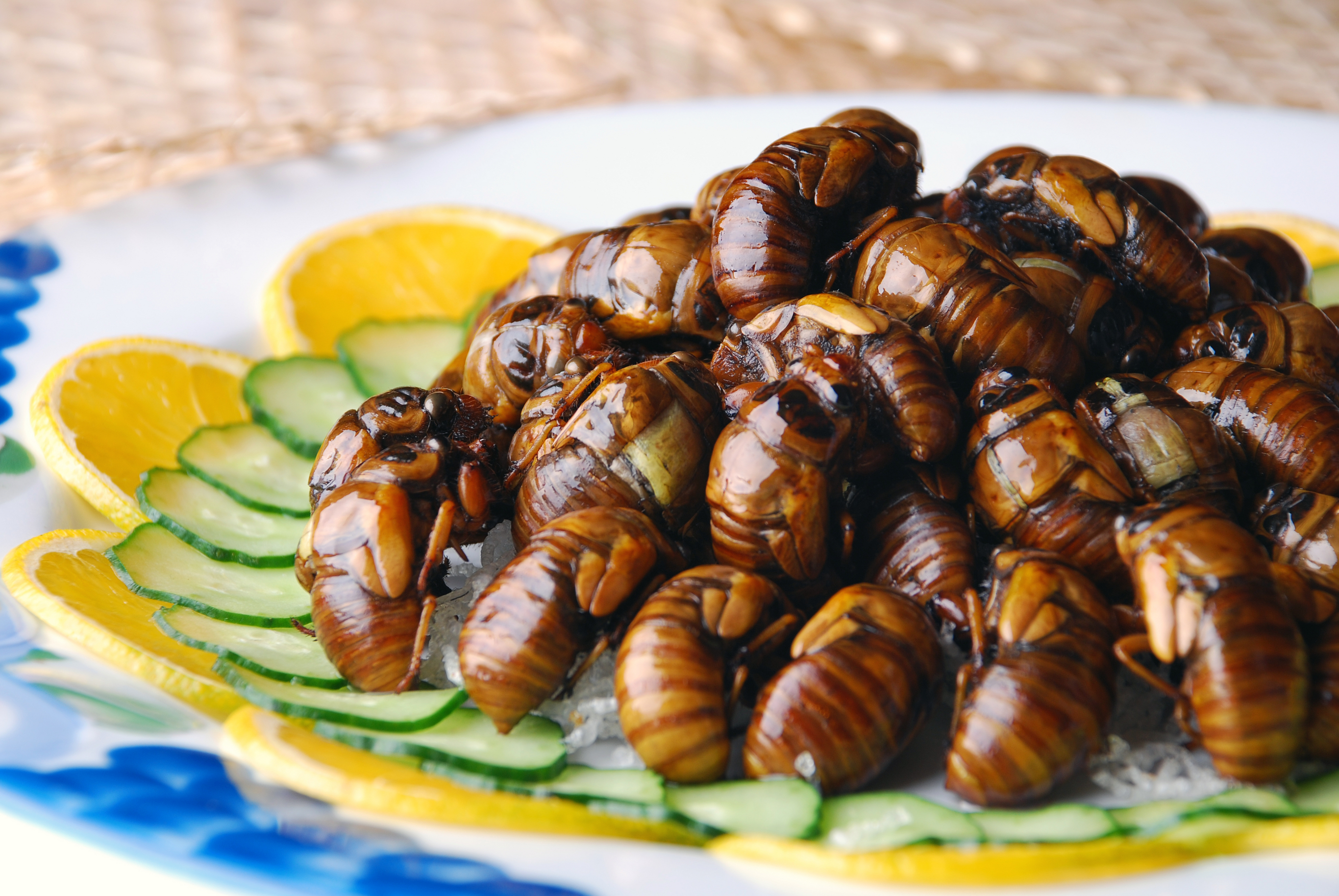 1110_Bugs_Cicada