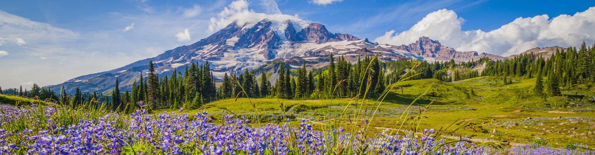 Intrepid Travel usa washington Mt Rainier wildflowers Banner 1920x500