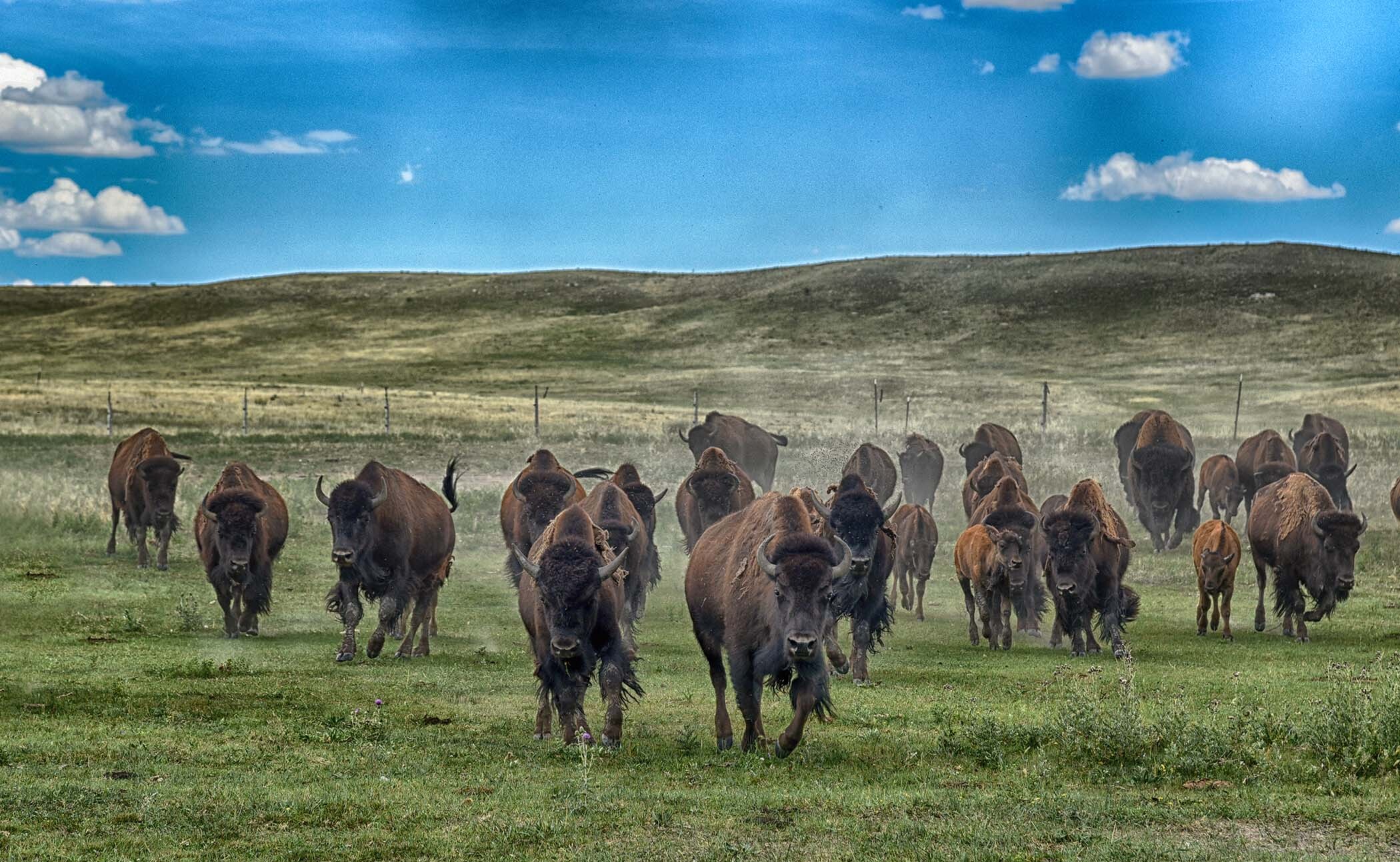 Terry Bison Ranch