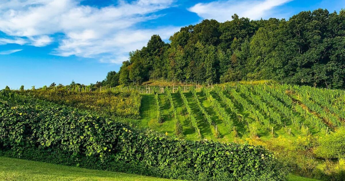 Budget Travel | The best wineries in Virginia