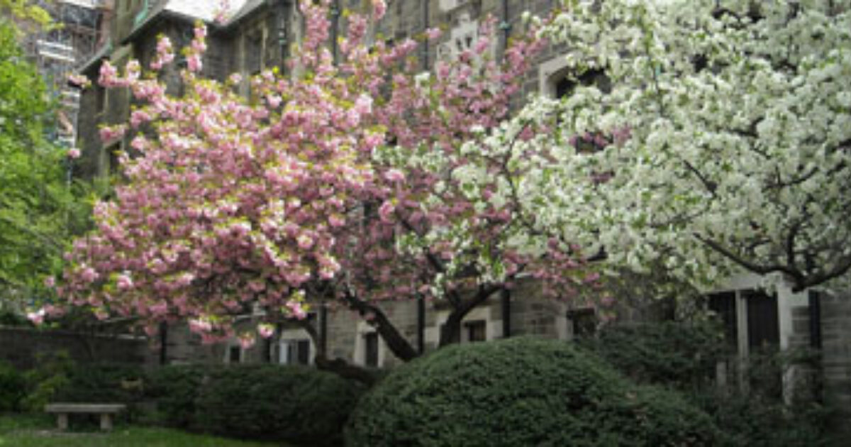 Budget Travel The other blossoms worth celebrating