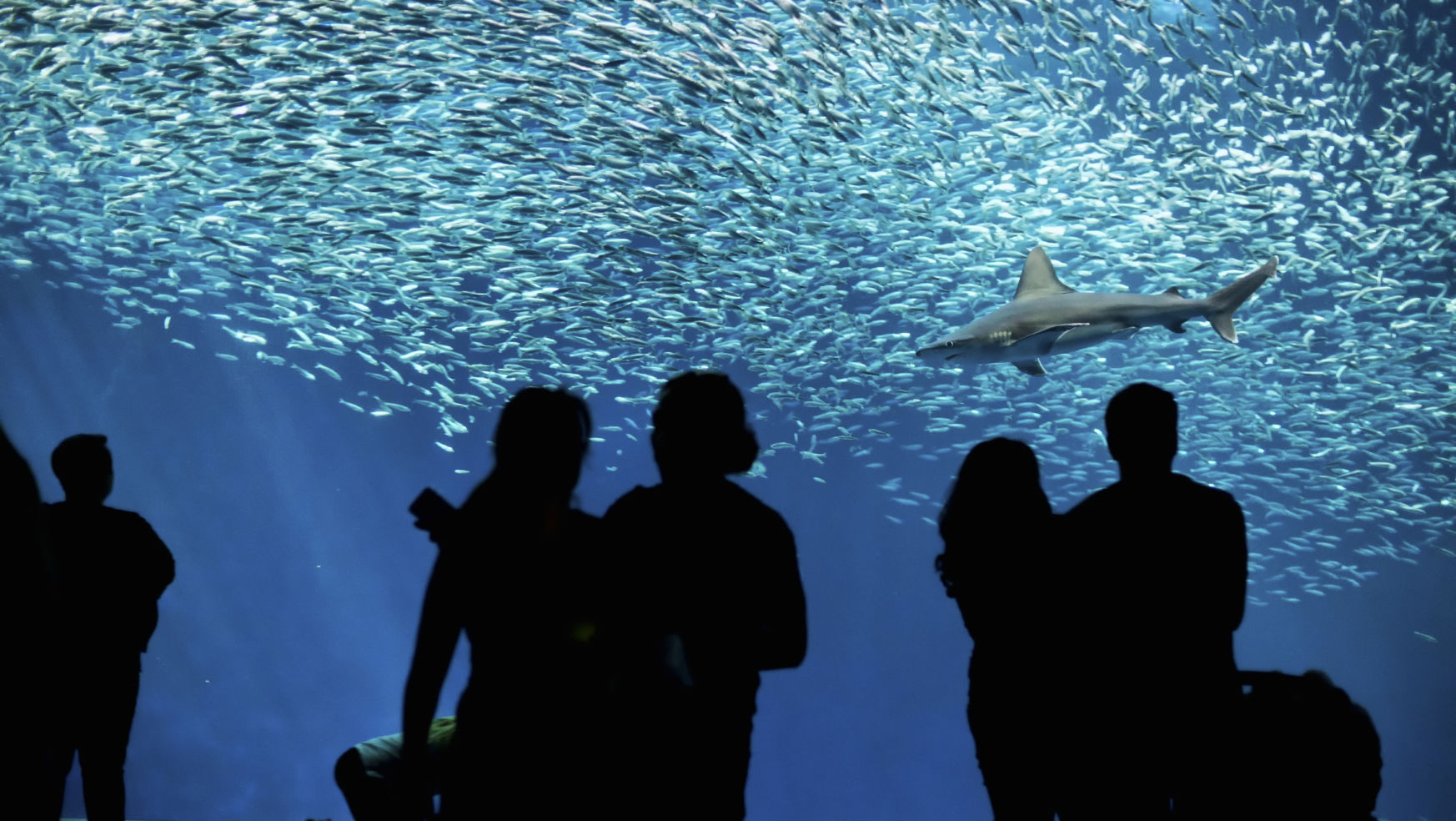 10 Best Aquariums in the World Budget Travel