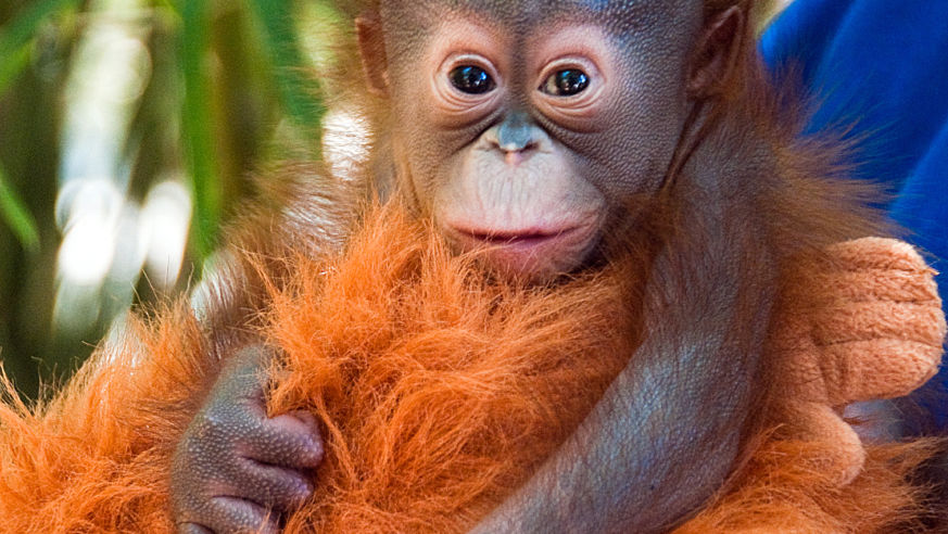 orangutan