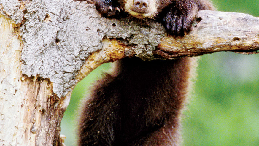 Bears