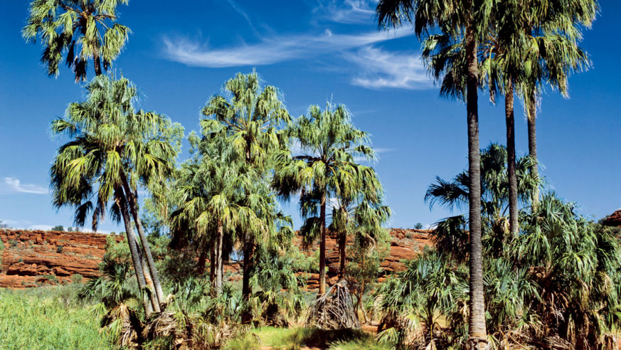 1106_Australia_PalmValley_vert