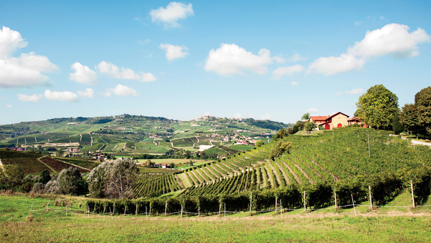 Rolling slopes planted with Nebbiolo grapes at Tenuta Montanello