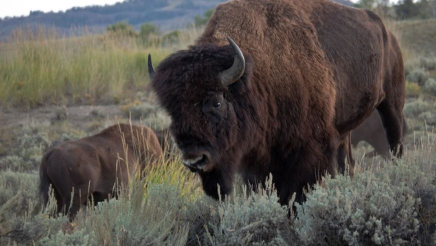 Bison in Yellowstone