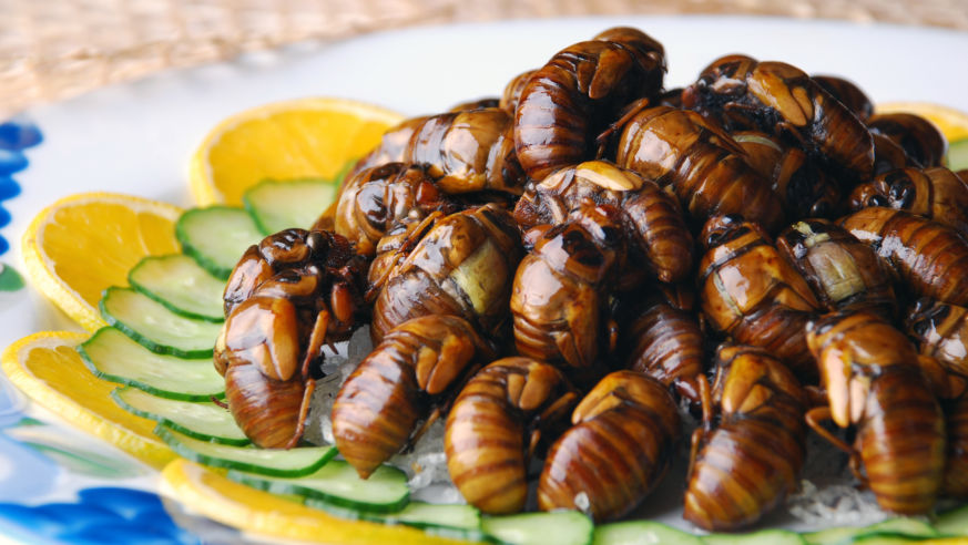 1110_Bugs_Cicada