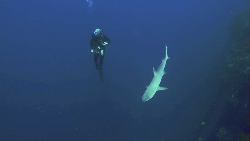 1110_Underwater_sharkdiver