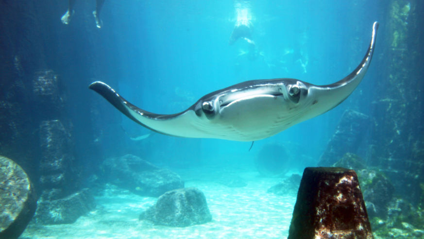 1110_Underwater_stingray3