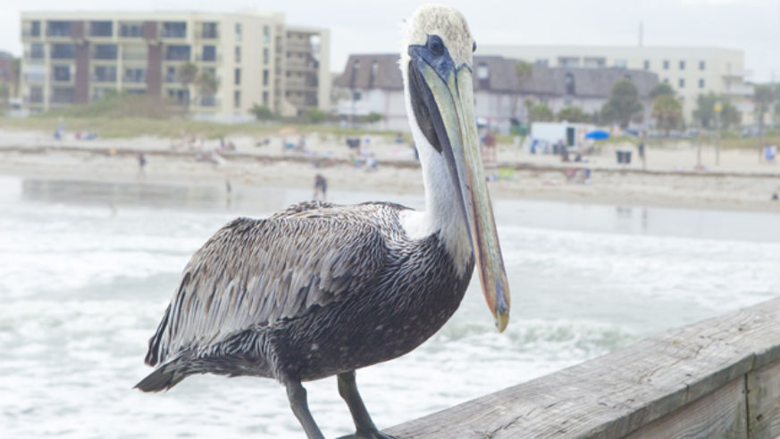 A pelican sits perched on Cocoa Beach Pier.