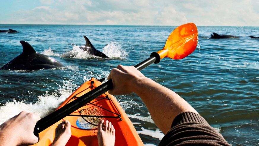 Kayaking with dolphins, Virginia Beach