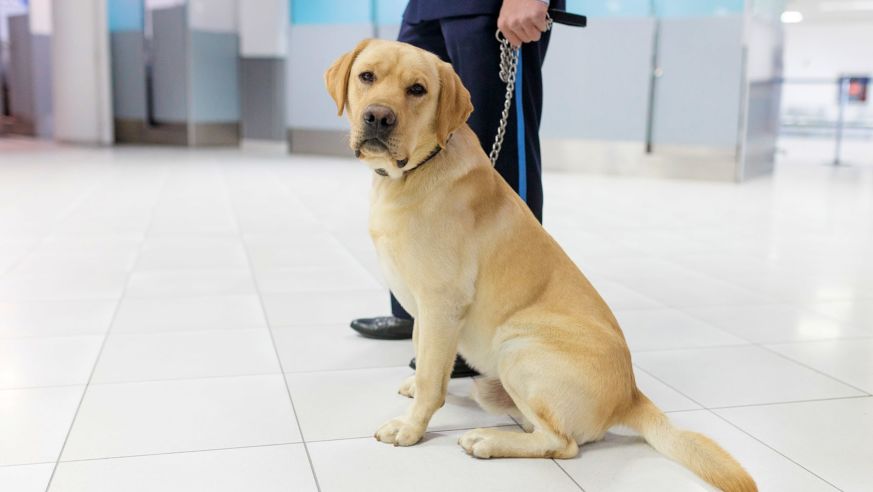 Airport Dog