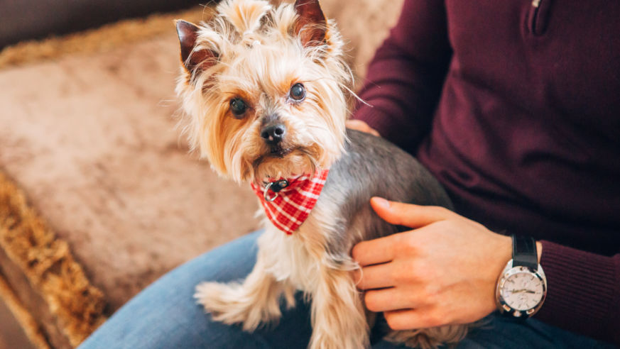 dog on lap looking at camera