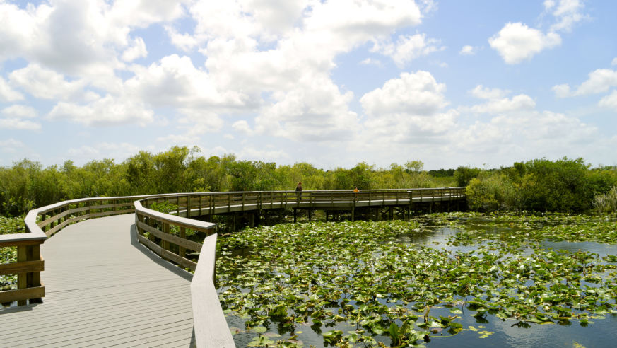 Walkway through green marsh