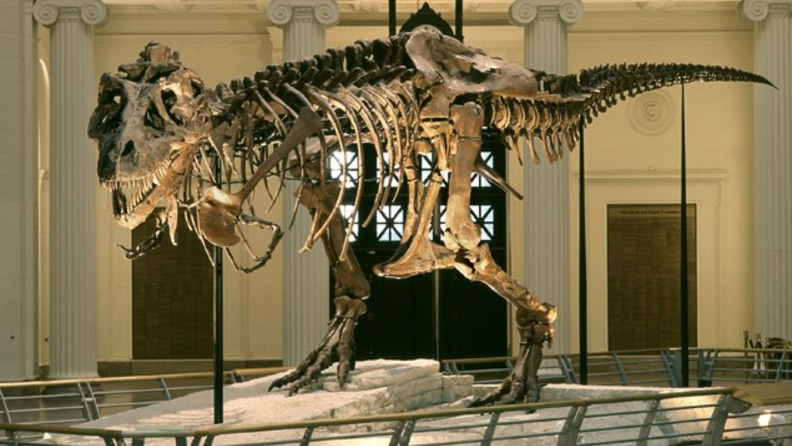 Sue the dinosaur at the Field Museum in Chicago