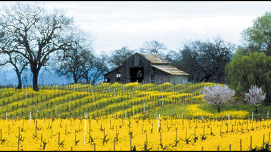 A vineyard in spring