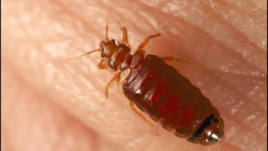 0502_bedbugs