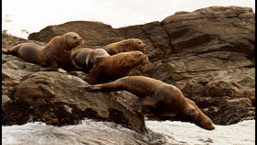 0604_queencharlotte_sealions