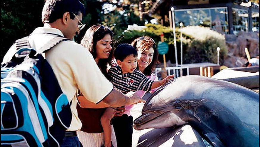 0611_btupg_dolphin