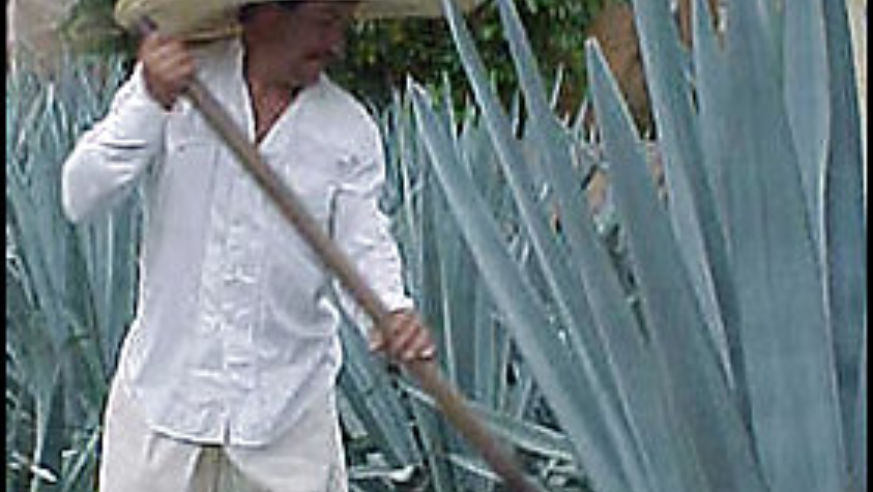 061113_nwsltr_tequila