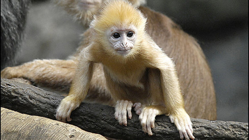 0705_m_zoobabiesbronx