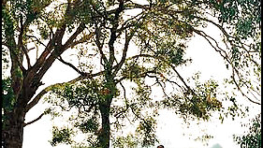 0710_australia