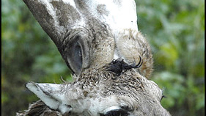 0806ft_bronxzoogiraffe