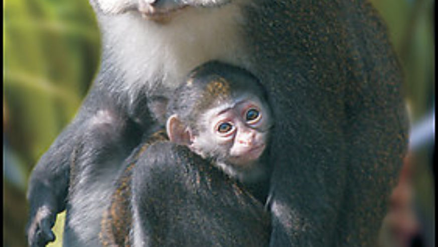 0806ft_houstonzoomonkey