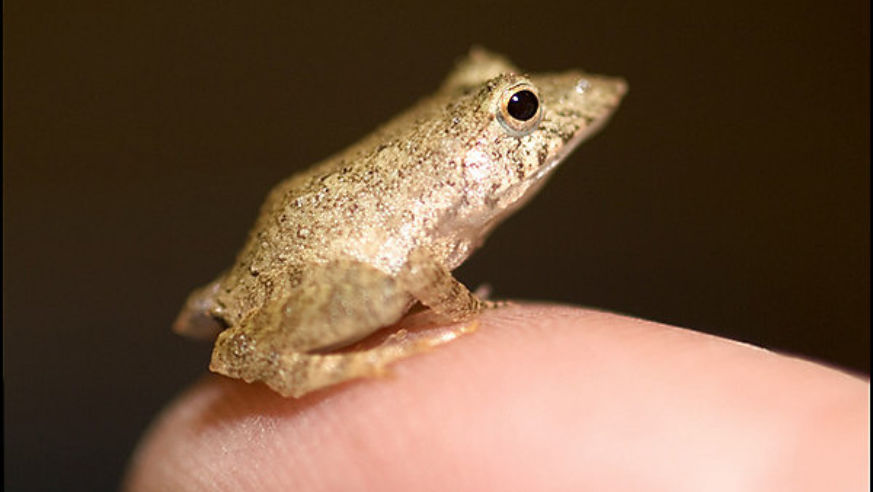 0806ft_lincolnparkfrog