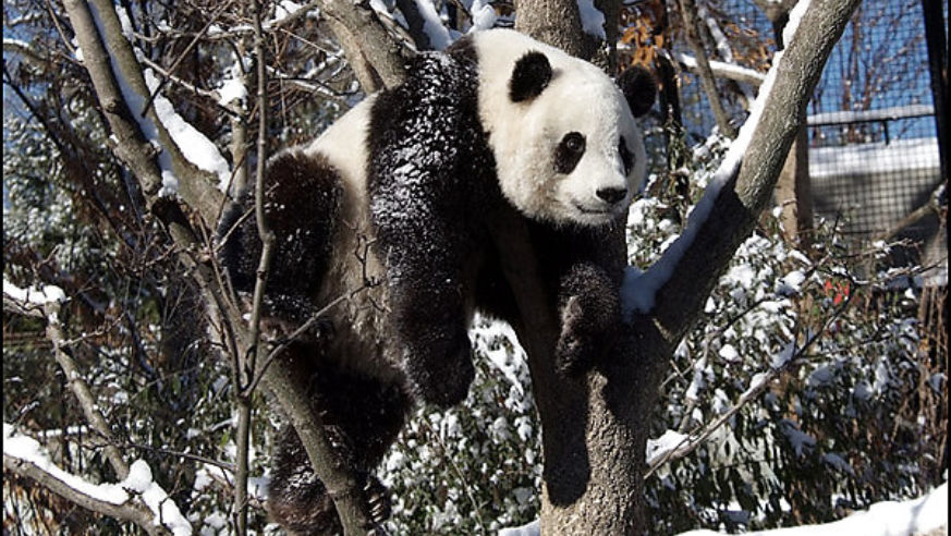 0806ft_nationalzoopanda