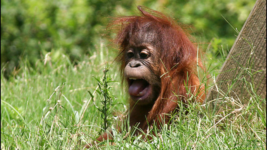 0806ft_zooatlantaorangutan