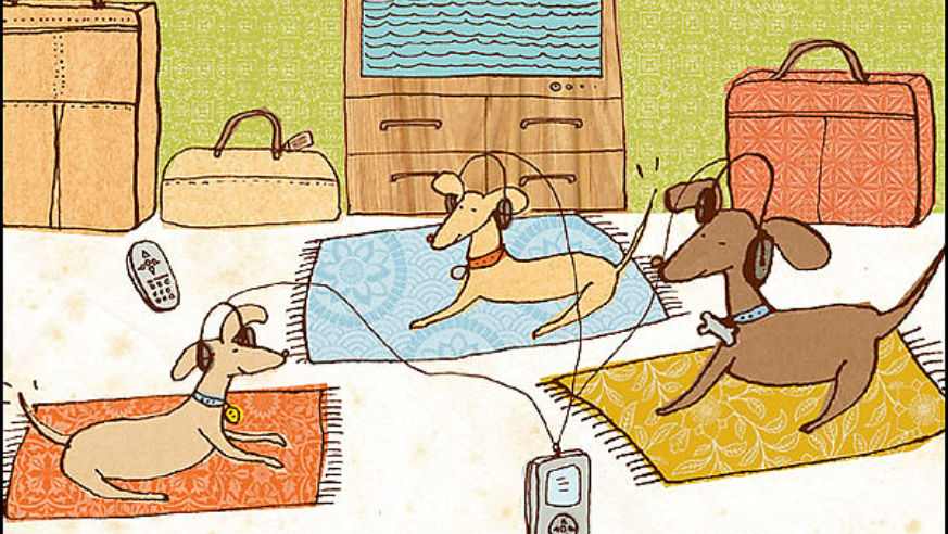 Calm your canine