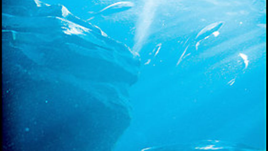 Nandi the manta ray is just one of the highlights at the Georgia Aquarium
