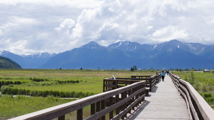 Walkway through marshland