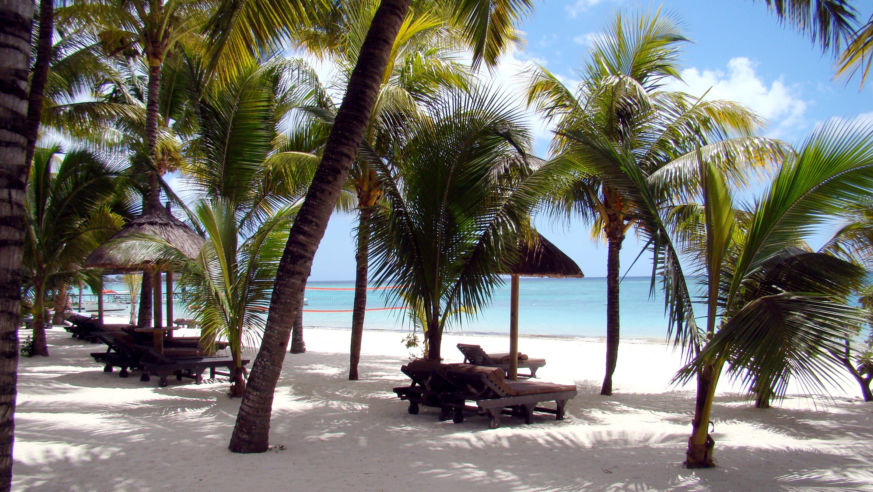 Palm trees on beach with beach chairs