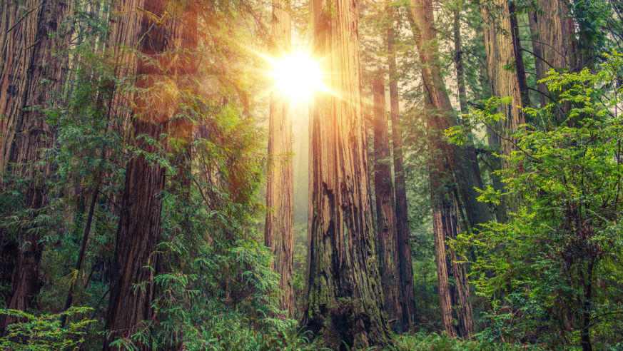 A view of the sun shining through giant redwoods at Redwoods National Park.