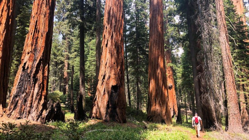 Sequoia National Park Sept 2018