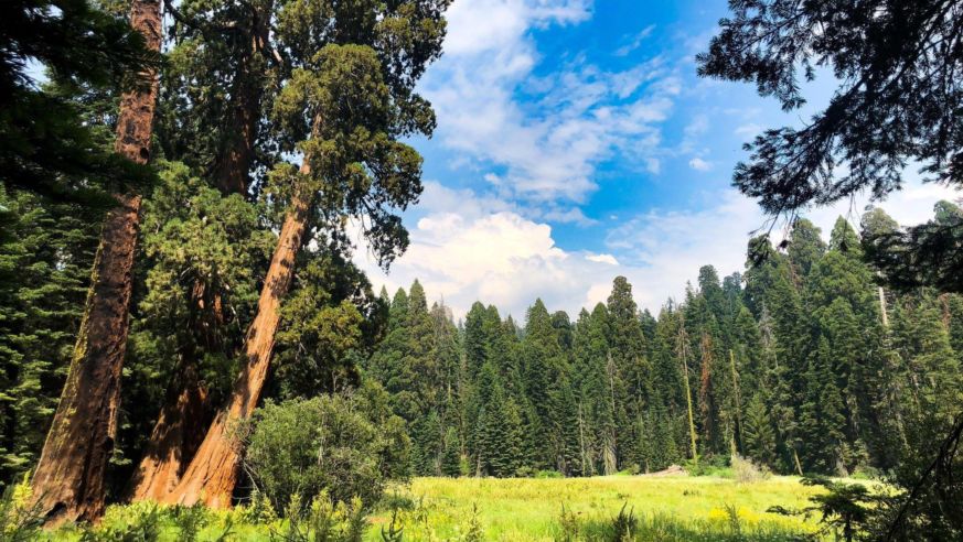 Sequoia2019
