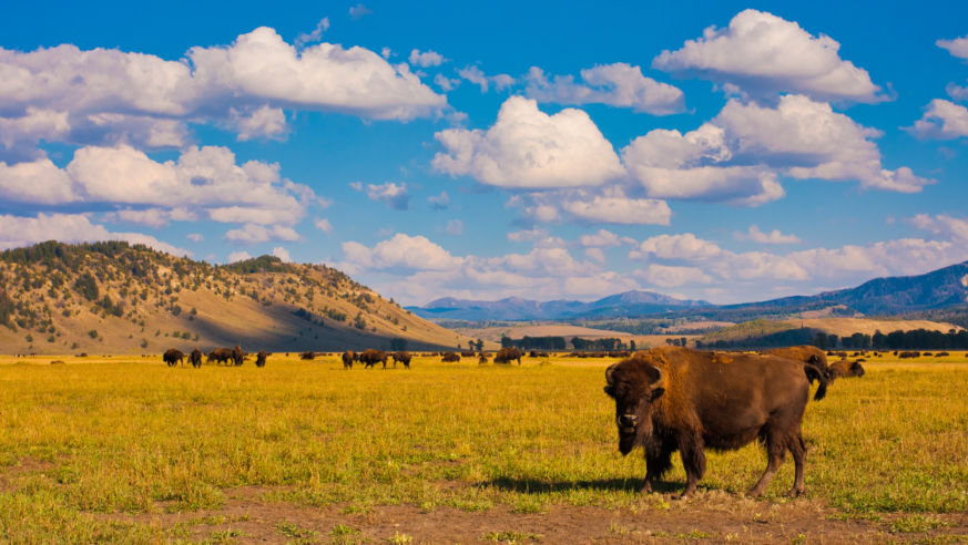 Yellowstone Wyoming buffalo