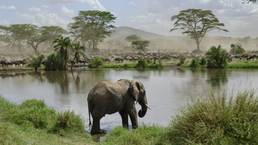 Elephant at watering hole, Serengeti NationalPark