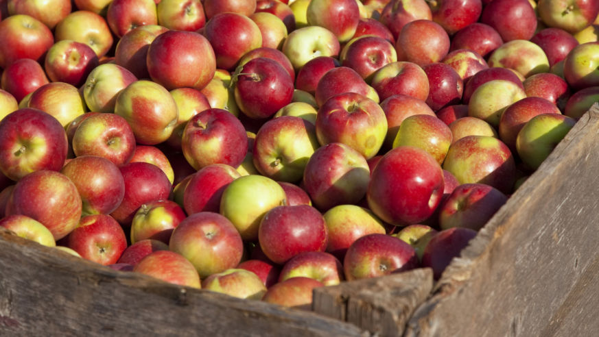 Bright red apples in bins for a fall festival.