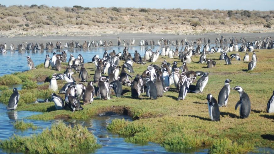 Penguins in Bahia Bustamante