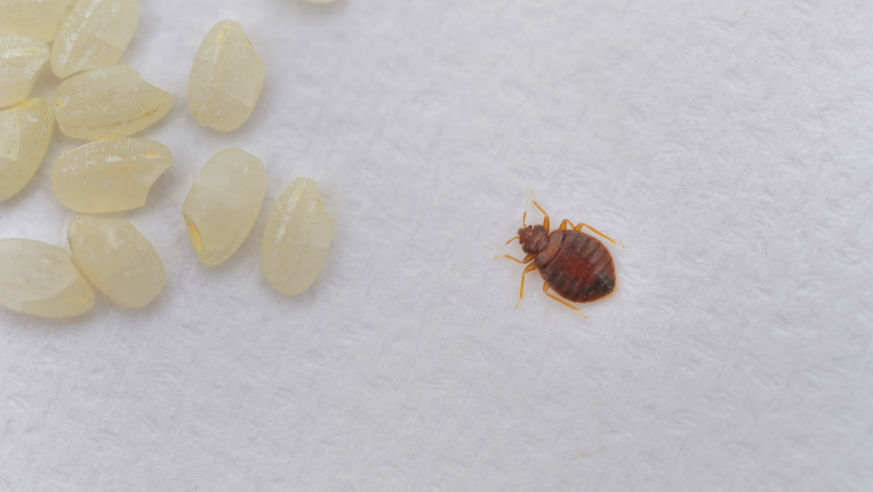 Bedbug and eggs