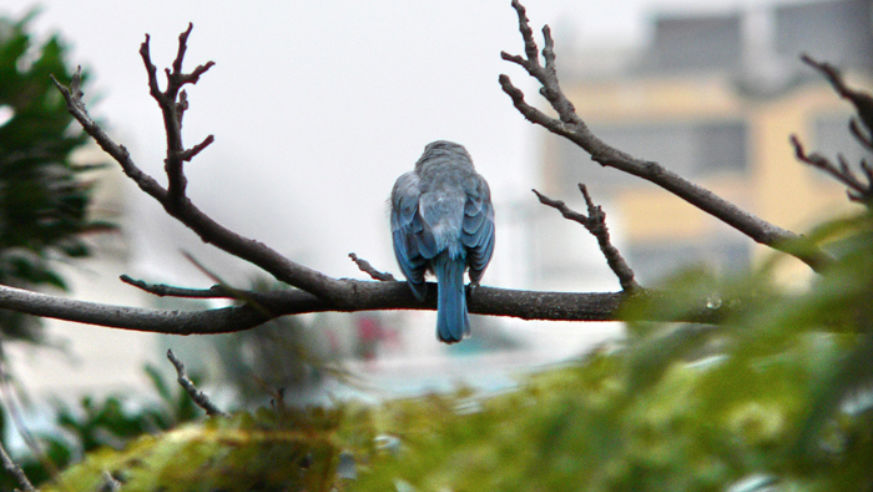 Lima Wildlife in Parque El Oliver