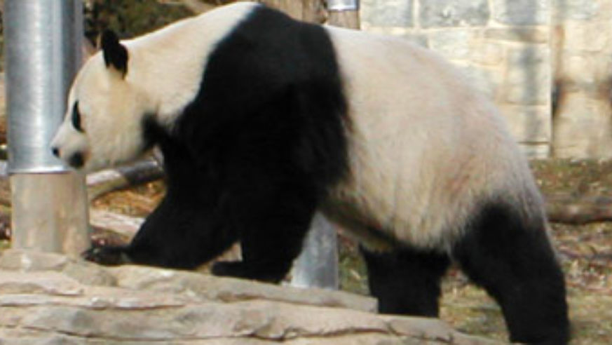 blog_091204_panda_pano_original.jpg