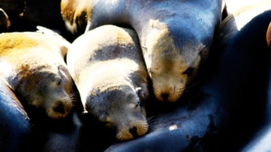 blog_091230_sealions_popup_original.jpg