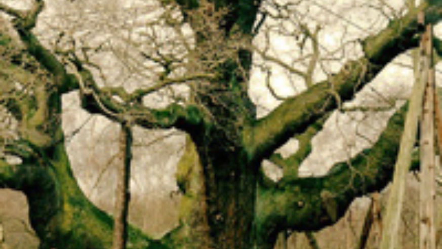 blog_10020503_treesherwood_original.jpg