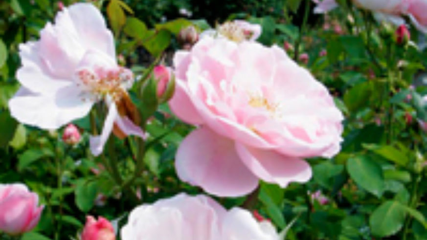 blog_10020511_rosesrobinson_original.jpg