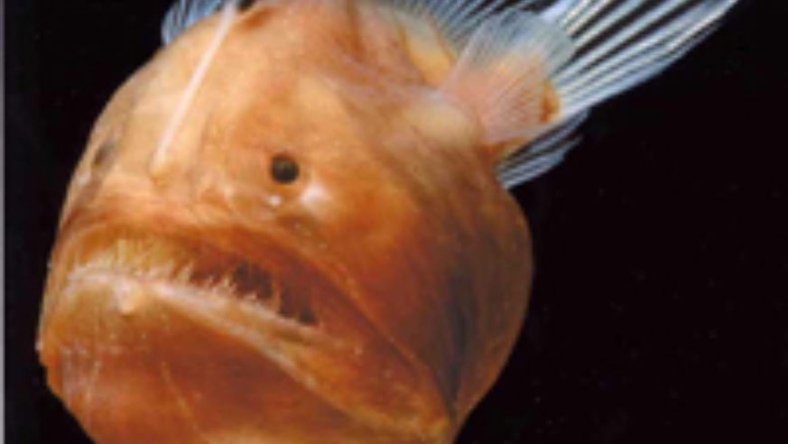blog_1002060409thedeepcnhm_original.jpg
